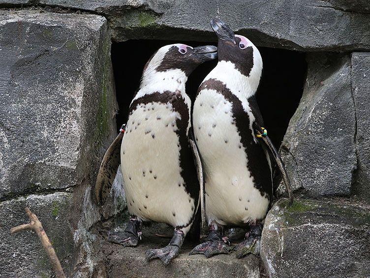 ARTIS african penguine