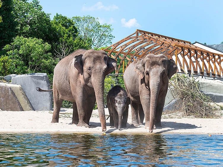 ARTIS asian elephants