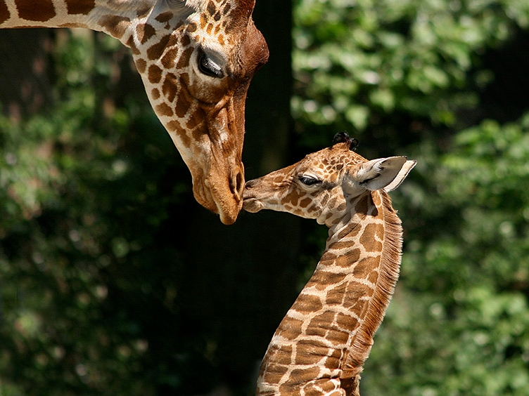 ARTIS giraffes