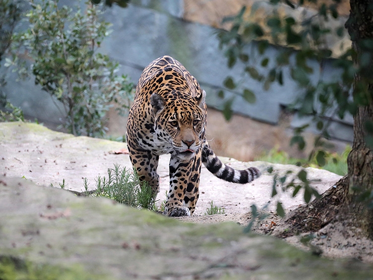 ARTIS spotted jaguar