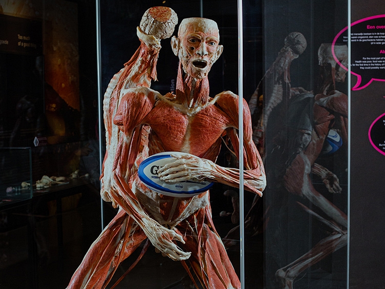 BODY WORLDS Amsterdam rugby player