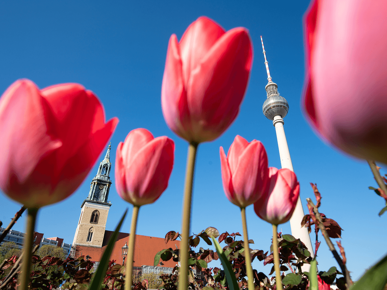 Berlin tulips tv tower preview