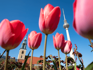 Berlin tulips tv tower preview