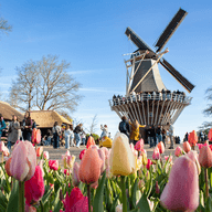 Keukenhof 2026 windmill tulips and people 752x752