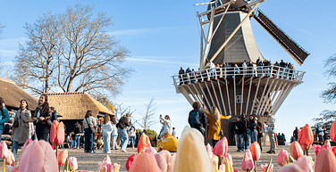 Keukenhof 2026 windmill tulips and people 752x752