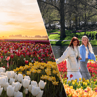Keukenhof Gardens Tulip Experience Day Trip 752x752