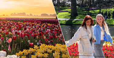 Keukenhof Gardens Tulip Experience Day Trip 752x752