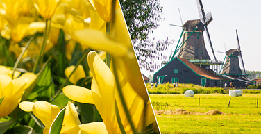 Keukenhof and Dutch countryside tour 752x752