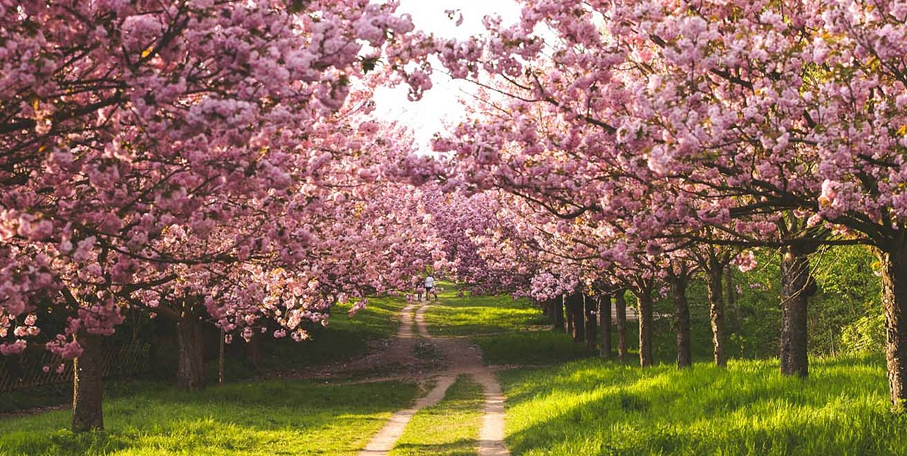 Cherry blossoms on Mauerweg