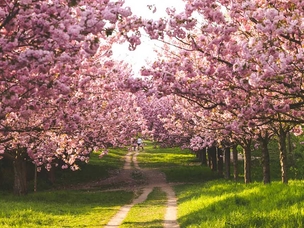 Cherry blossoms on Mauerweg