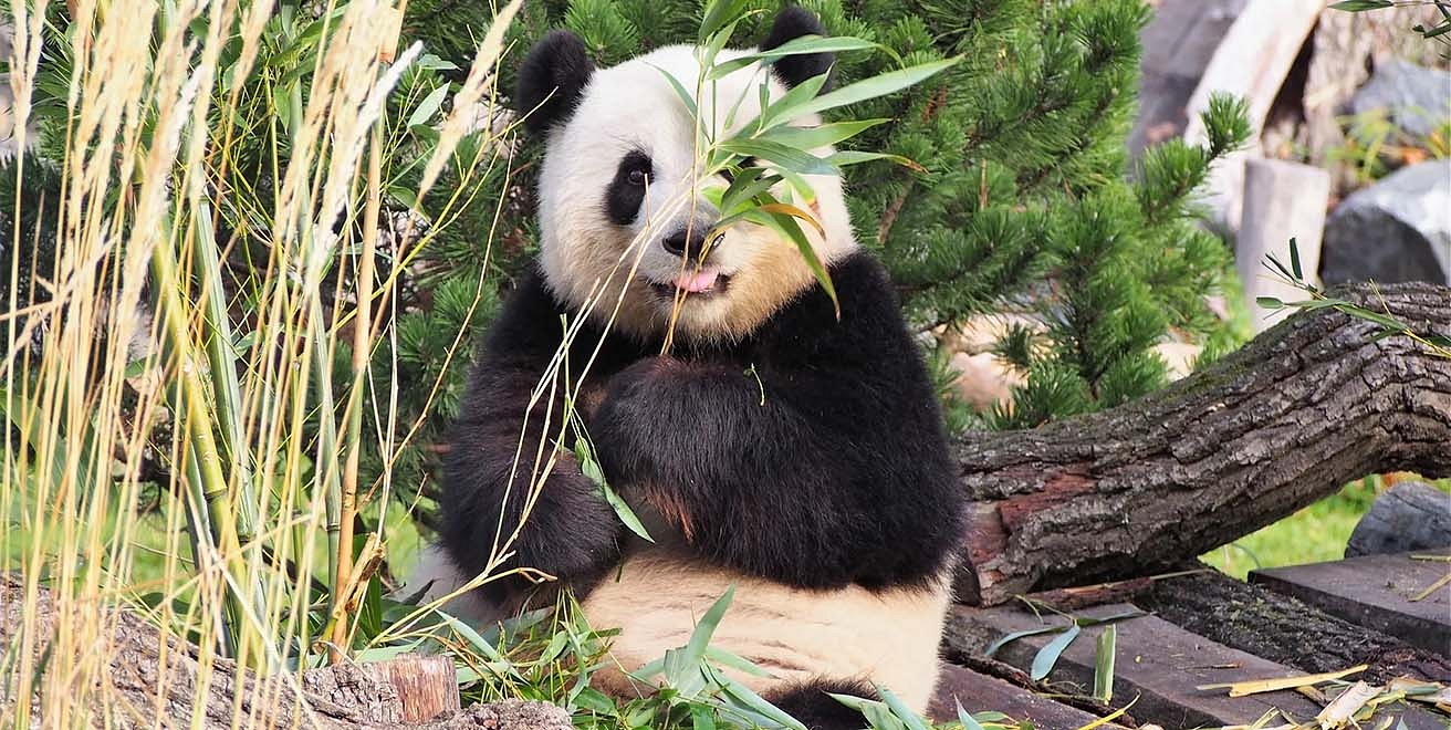 Panda bear at the zoo