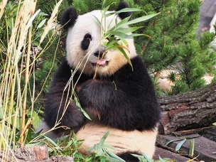 Panda bear at the zoo