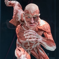 Korperwelten Body Worlds Cover image