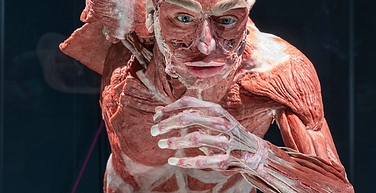 Korperwelten Body Worlds Cover image