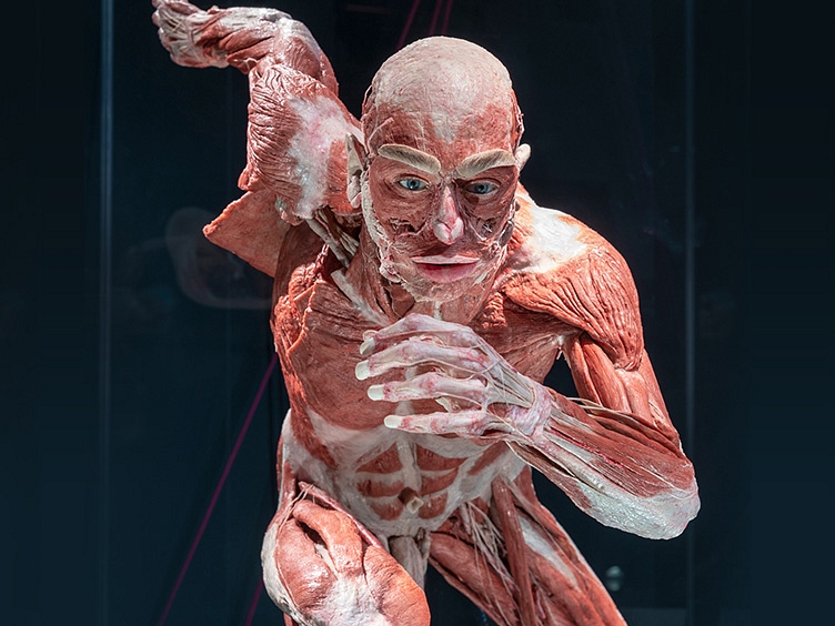 Korperwelten Body Worlds running man