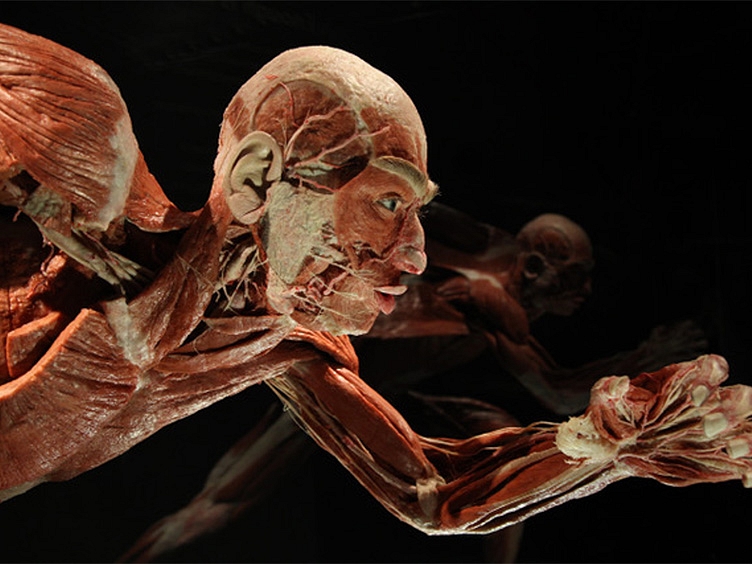 Korperwelten Body Worlds side view