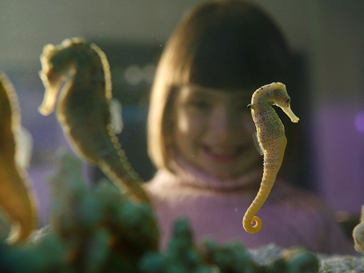 SEA LIFE Sea Horses
