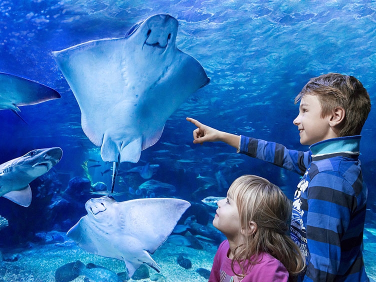 SEA LIFE Ray