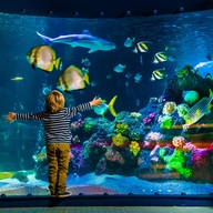 SEA LIFE cover image