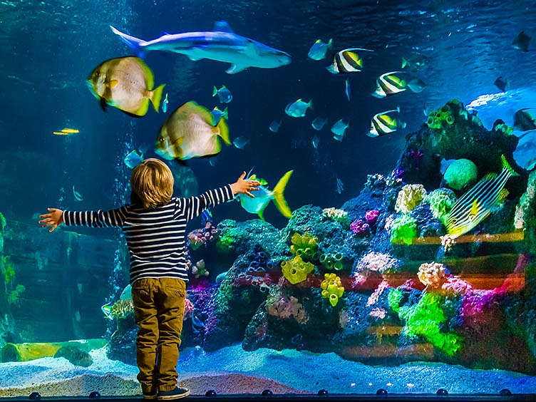 SEA LIFE aquarium