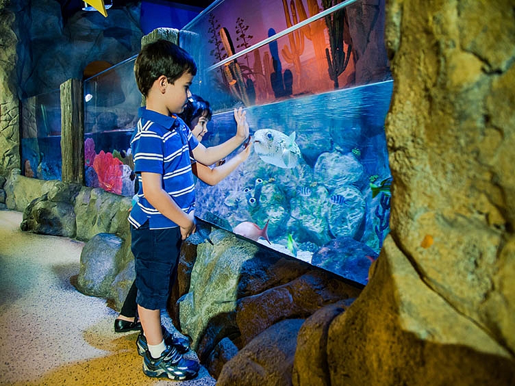 SEA LIFE kids at the touching pool