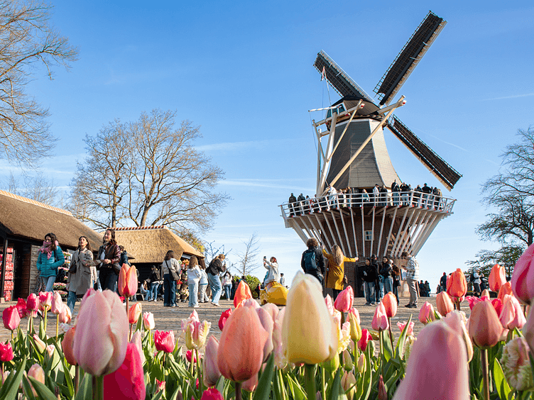 Keukenhof 2026 tulips and windmill 752x564
