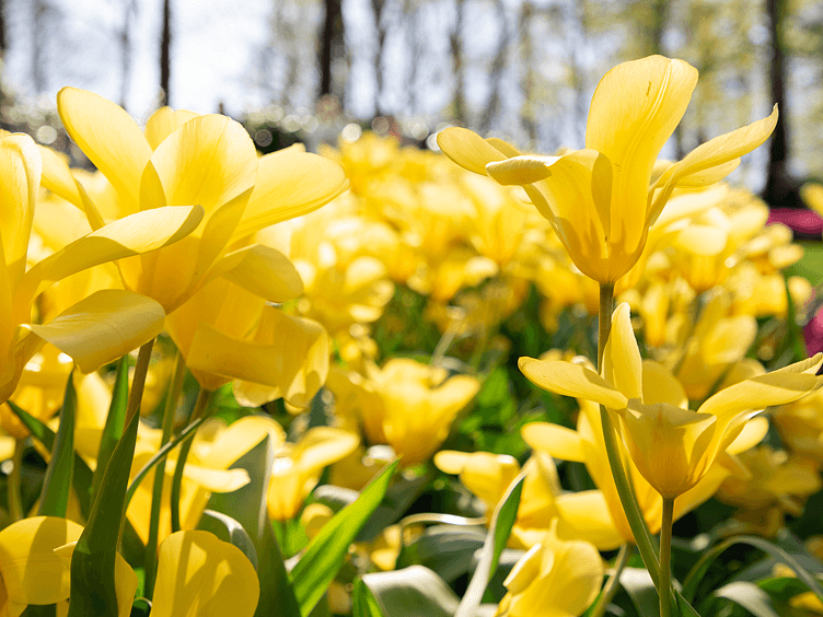 Keukenhof 2026 yellow tulips 752x564
