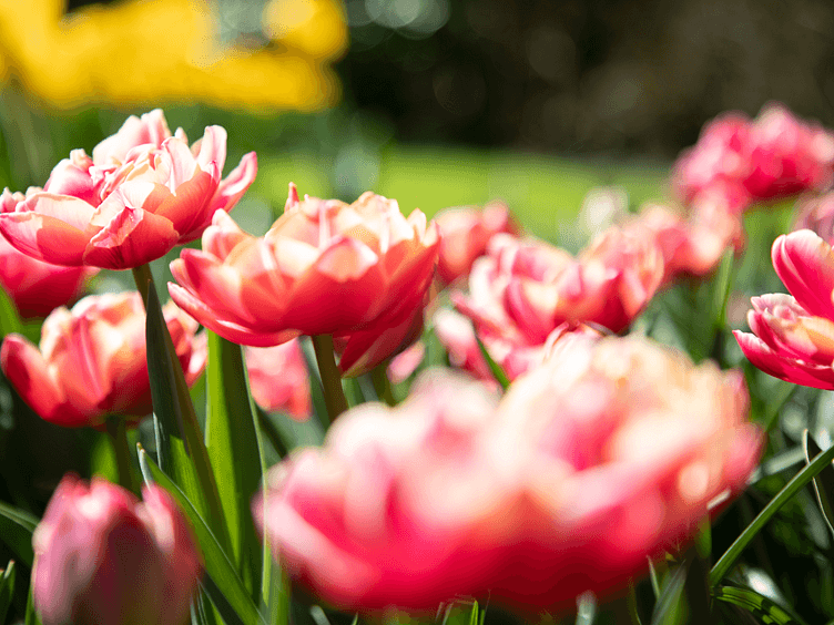 Keukenhof 2026 close up pink tulips 752x564
