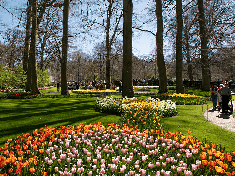 Keukenhof 2026 orange and pink tulips 752x564