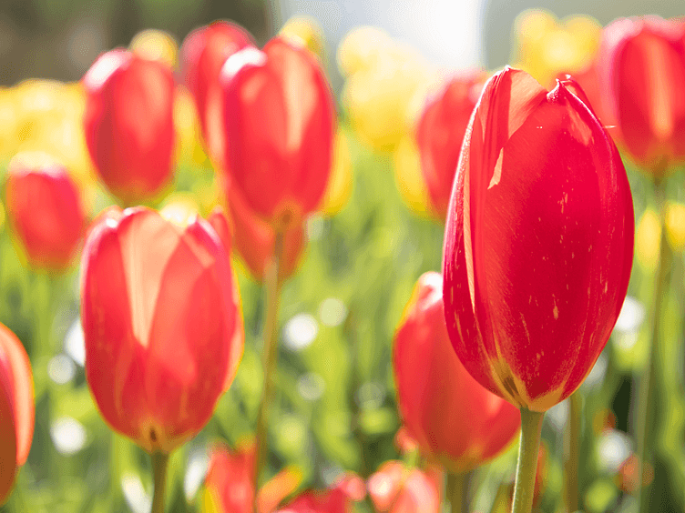 Keukenhof 2026 red tulips 752x752
