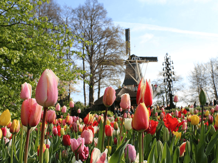 Keukenhof foto3 752x564