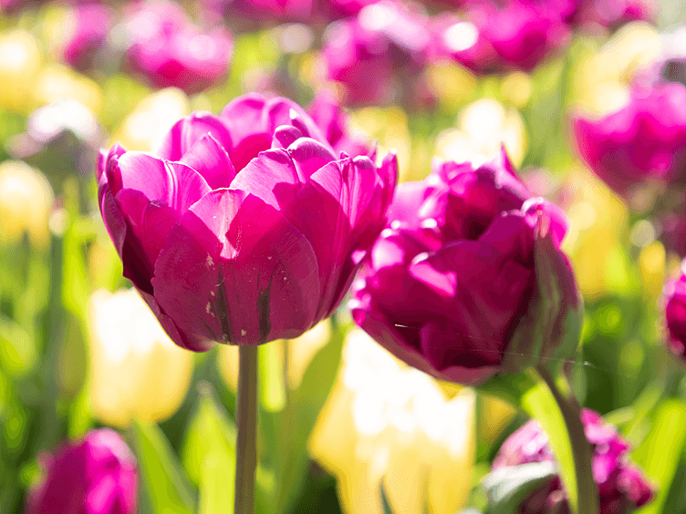 Keukenhof purple tulips 752x564