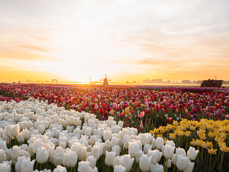 Tulip Experience foto1 752x564