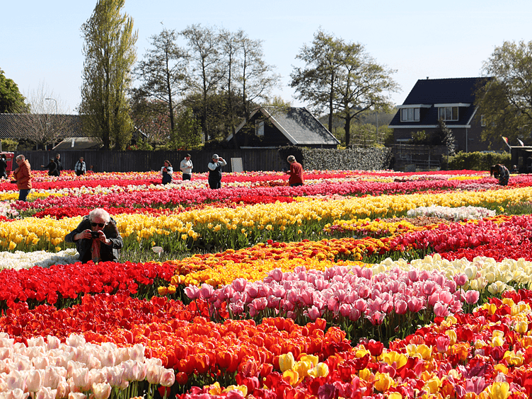 Tulip Experience foto2 752x564