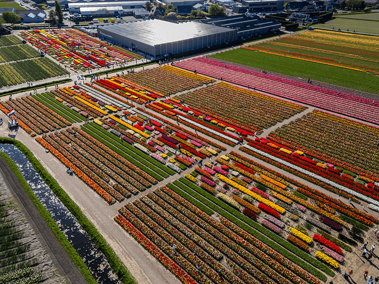 Tulip Experience foto3 752x564