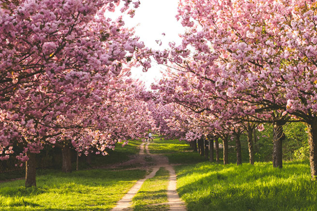 Mauerweg lined by Cherry Blossom trees